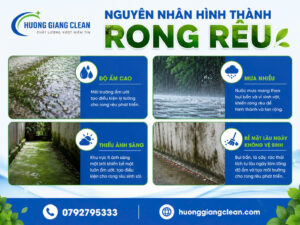 Nguyên nhân hình thành rong rêu, dịch vụ tẩy rong rêu